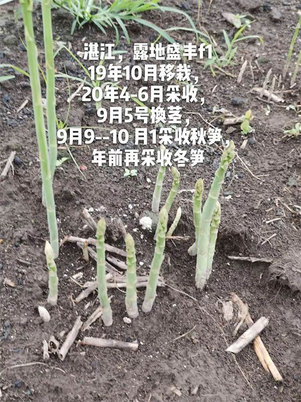 去年10月種植，現(xiàn)在開始第二次采收