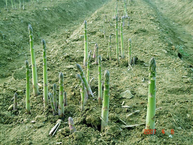 蘆筍種子的種植方法和時(shí)間？