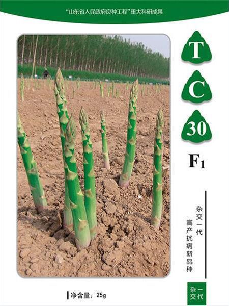 蘆筍種子如何種植？